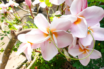 White and pink plumeria flowers on a tree