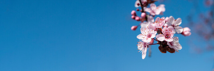 Banner with cherry flowers blooming in springtime.