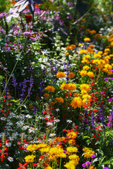 Beautiful Display of a Variety of colorful Flowers in the perennial flowerbed in the Meadow garden.