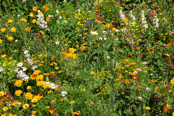 Beautiful Display of a Variety of colorful Flowers in the perennial flowerbed in the Meadow garden.