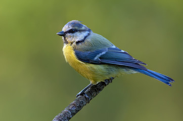 Eurasian blue tit (cyanistes caeruleus) perched posing on little wooden stick at spring 
