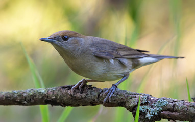 Female Eurasian blackcap (sylvia atricapilla) perched on old branch in active pose