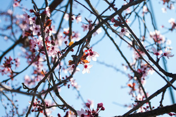 Cherry tree branches background, copy space, blue sky