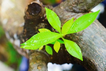 Close up fresh green leaves growing on branch of the tree , ecology nature concept.