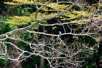 kingfisher on branch