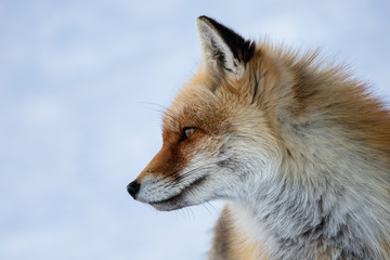 Red fox in the mountains	