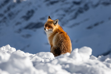 Red fox in the mountains	