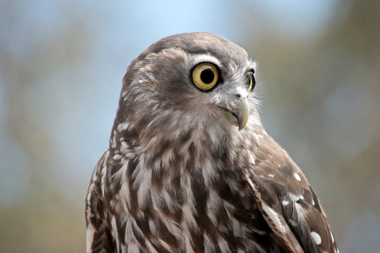 this is a close up of a  barking owl