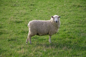 sheep 1