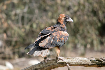 the black breasted buzzard is perched on a log