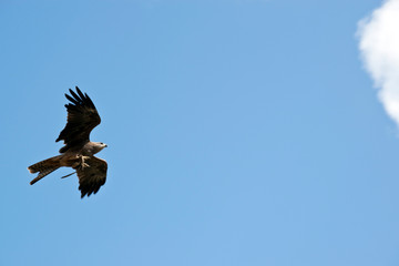 the black kite is soaring in the air