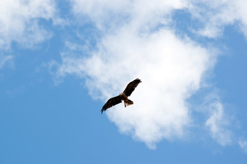 the black kite is flying amongst the clouds