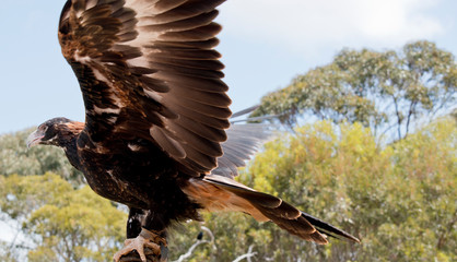 the wedge tail eagle is using his wings to balance