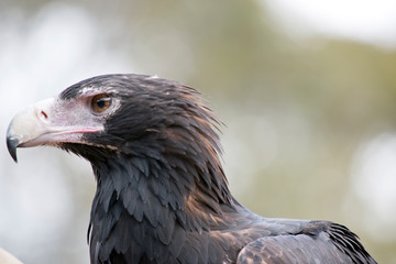 this is a side view of a wedge tail eagle
