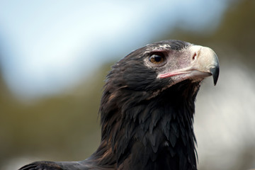 this is a side view of a wedge tail eagle