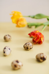 Quail eggs and tulips in a yellow flower pot