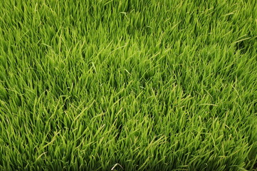 Young green rice field on plant.An organic asian rice farm