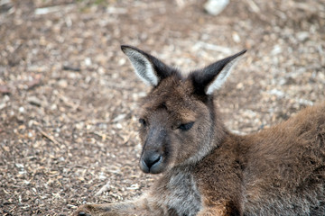 this is a close uo of a kangaroo island-kangaroo