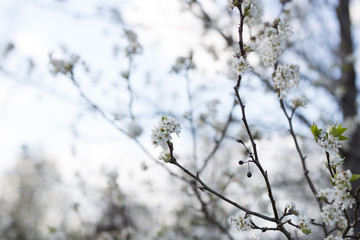 Beautiful spring flowers with colorful bokeh