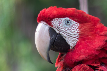 Guacamaya del Delta del Orinoco