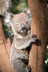 the young koala is resting in the fork of a tree
