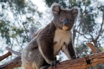 the joey koala is resting holding onto the  top of a tree branch