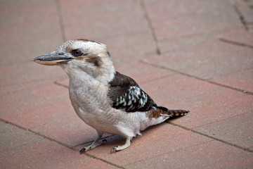the kookaburra is on the pavement