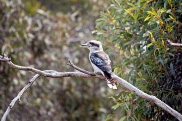 the laughing kookaburra is on a tree branch