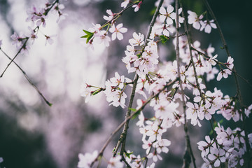 Beautiful spring flowers with colorful bokeh