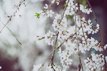 Beautiful spring flowers with colorful bokeh