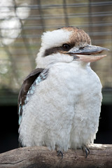the laughing kookaburra is perched on a branch