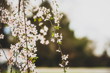 Beautiful spring flowers with colorful bokeh