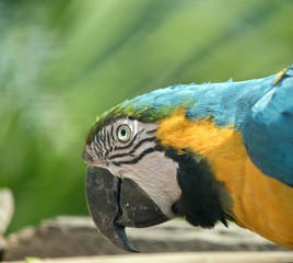 this is a side view of a blue and gold macaw