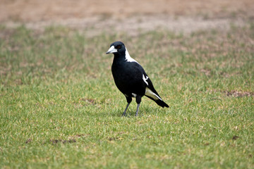 the magpie is on the ground