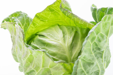 新鮮採れたて！春キャベツ