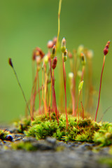Bryophyta moss like sprouts isolated with blurry green background