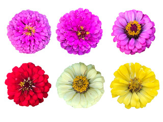 The tropical colorful flowers isolated in white background, blooming pink, purple, red and yellow common zinnia elegans flowers with clipping path and dicut easily to use as a natural object.