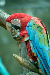 this is a side view of a red-and-green macaw