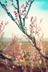 Pink flowers blooming peach tree at spring. Spring blooming, Abstract background. Banner. Selective focus.