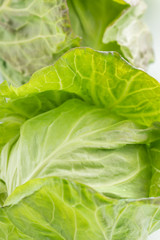 新鮮採れたて！春キャベツ