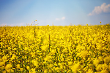 Obraz premium Beautiful fields of Bright yellow wild flowers. Summer. Winter cress. Barbarea.