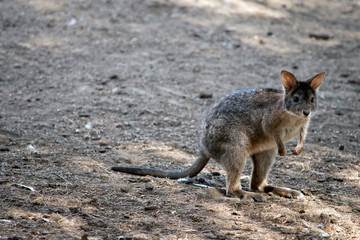 Naklejka na ściany i meble the red necked pademelon is standing on its hind legs