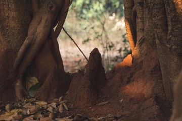dancing under the tree