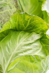 新鮮採れたて！春キャベツ