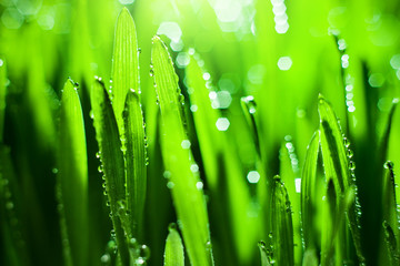 Macro. Background, water drops on the green grass. Desktop background. Selective focus.