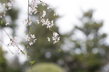 Beautiful spring flowers with colorful bokeh