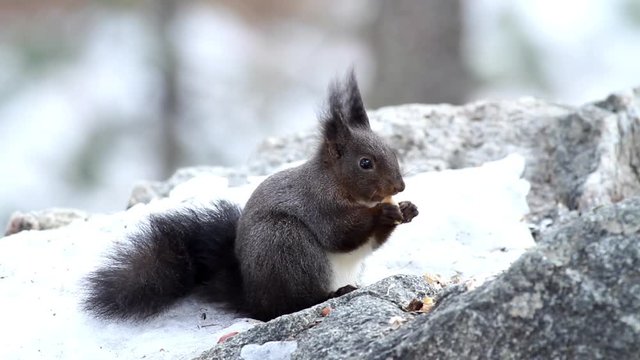 squirrel in winter came out of hibernation to feed