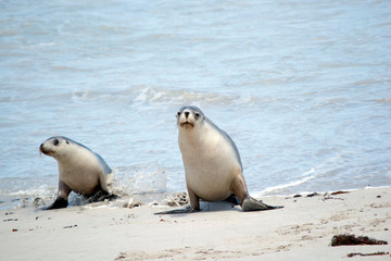 the sea lion and her pup just finished a swim