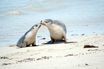 the mother sea lion is looking after the pup