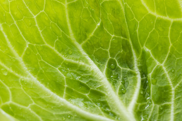 新鮮採れたて！春キャベツ